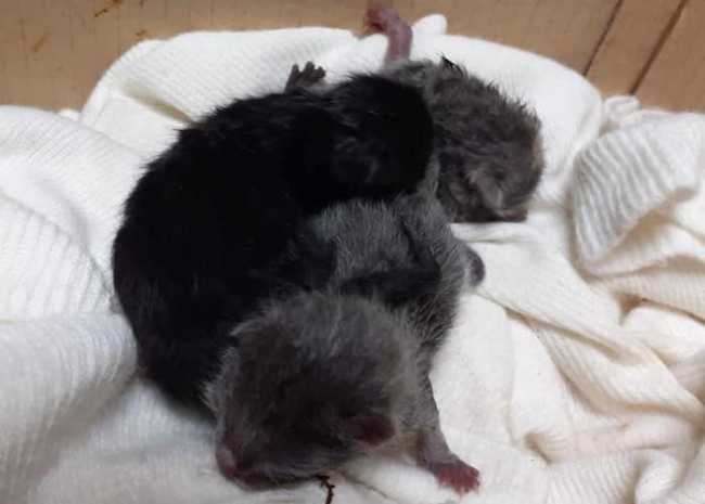 230642563 3025813521041682 3305299633860448476 n