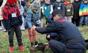 Alberi carabinieri scolari