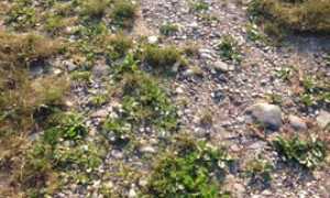 IMG 20160721 WA0004