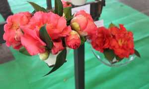 IMG 5956