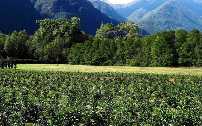 Marco Bertona The Verbano Piantagione