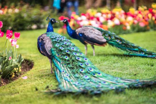 Parco Pallavicino 20 SA79777