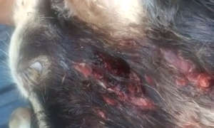 Schermata 2022 08 05 alle 10.06.30