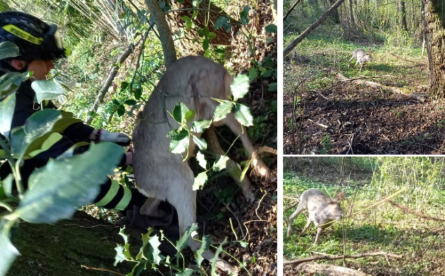 Schermata 2025 04 05 alle 13.52.01