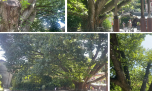 Schermata 2025 10 02 alle 16.07.31