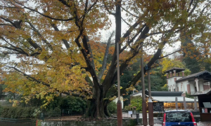 Schermata 2025 11 11 alle 07.40.49