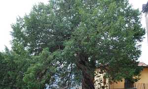 Tasso Albero monumentale di Cavandone Ph. Civvì