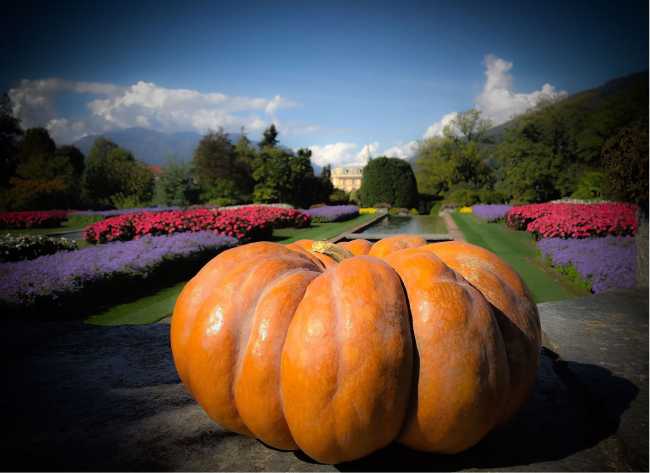 ZUCCA AUTORI PROFILI copia