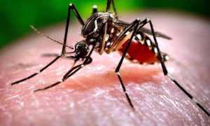 Zanzare e West Nile Virus in Veneto con il test Nat si puo donare sangue articleimage