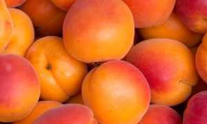 albicoccheconsigli pratici 986x400