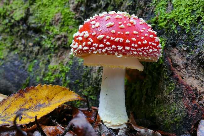 amanita