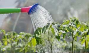 annaffiatoio acqua