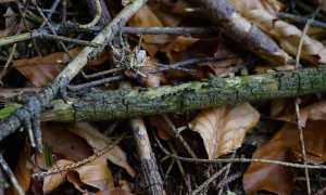 ant road g7ff760074 640