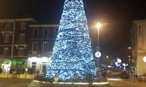 arona albero