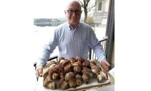 arona glicine al lago