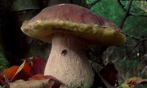 boletus