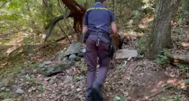 boschi quattro