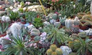 cactus folies