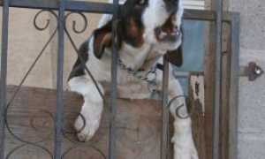 cane abbaia