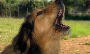 cane abbaia