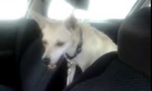 cane auto ago 15