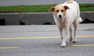 cane strada
