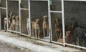 cani generico set 16