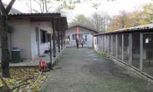 canileverbania