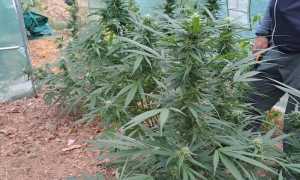 cannabis marijuana
