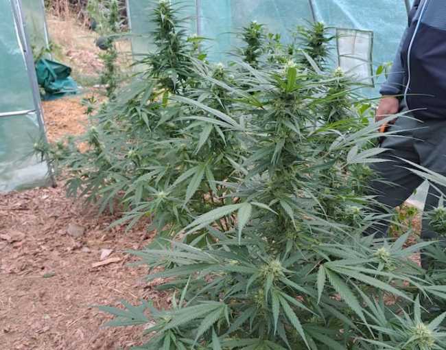 cannabis marijuana