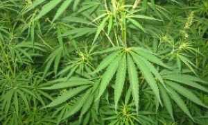 cannabis piante