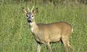 capriolo
