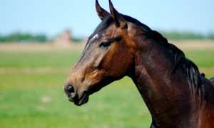 cavallo gen