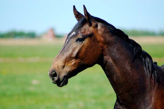 cavallo gen