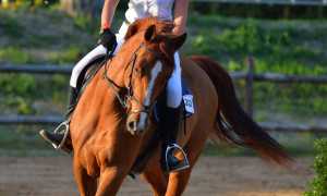 cavallo generico