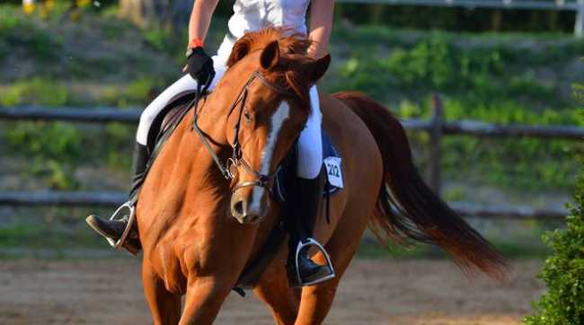 cavallo generico