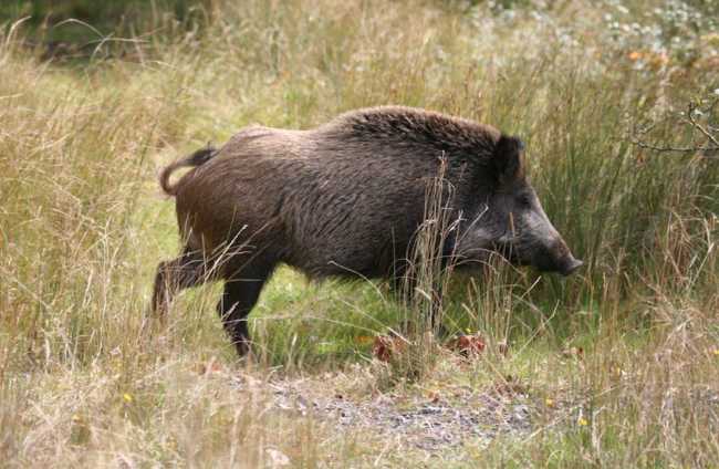 cinghiale generico