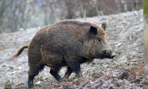 cinghiale