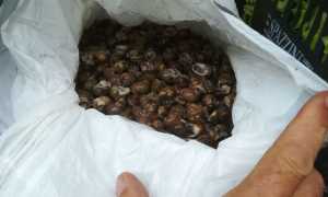 cozze cinesi