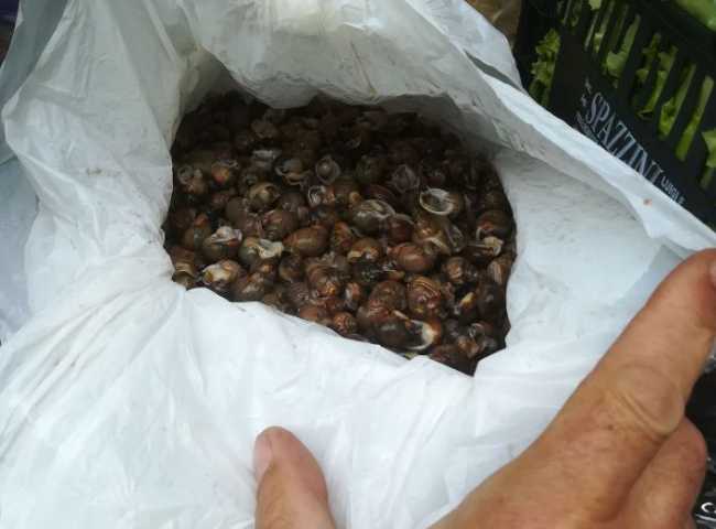 cozze cinesi