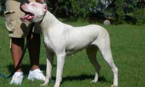 dogo argentino