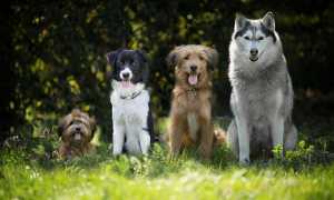 dogs 4189517 640