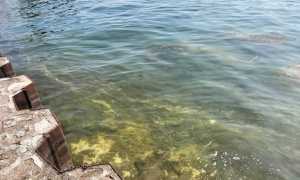 fioritura algale