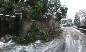 foto troubetzkoy pianta