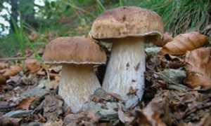 funghi porcini