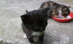 gattini mici generico