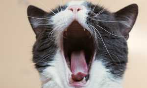 gatto