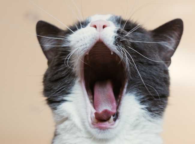 gatto