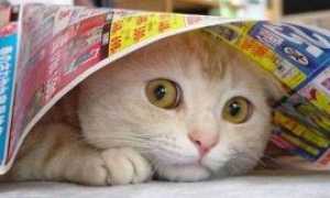 gatto maltrattato