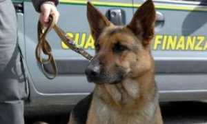 gdf cane droga